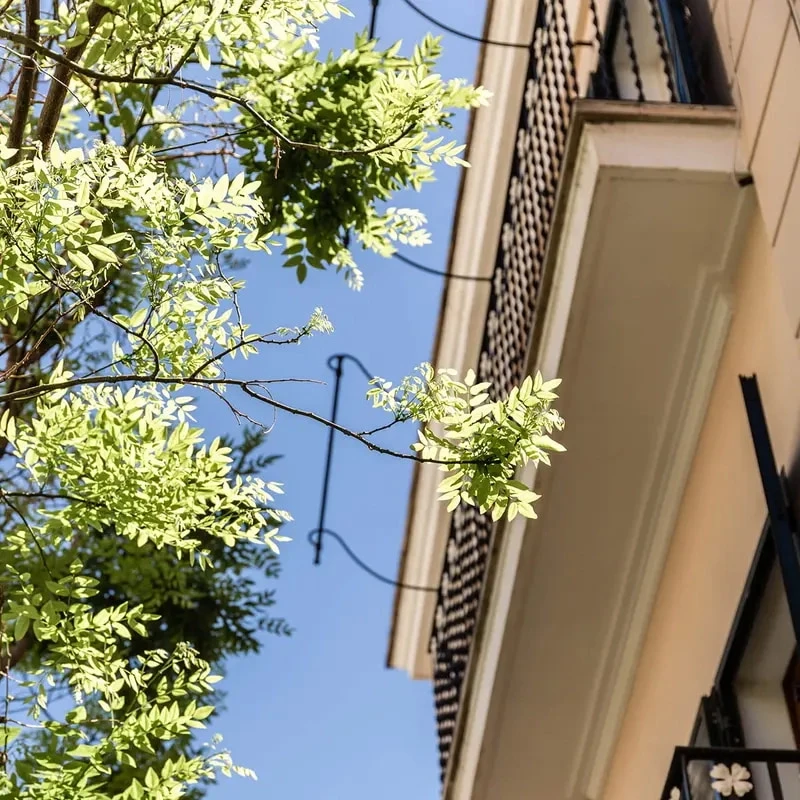 Tree branches near a building veranda