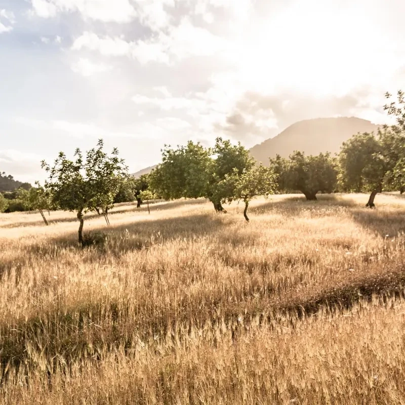 Our unique approach will find and secure the property of your dreams.